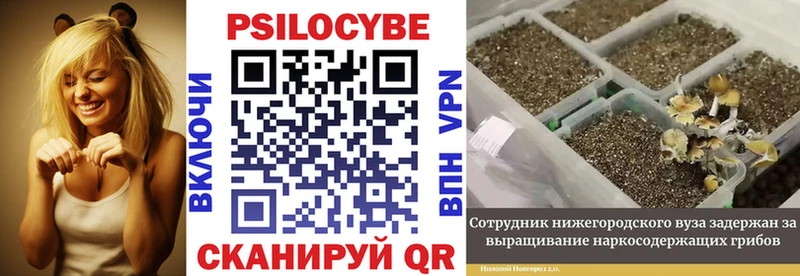 Псилоцибиновые грибы прущие грибы  OMG как войти  Бирск 